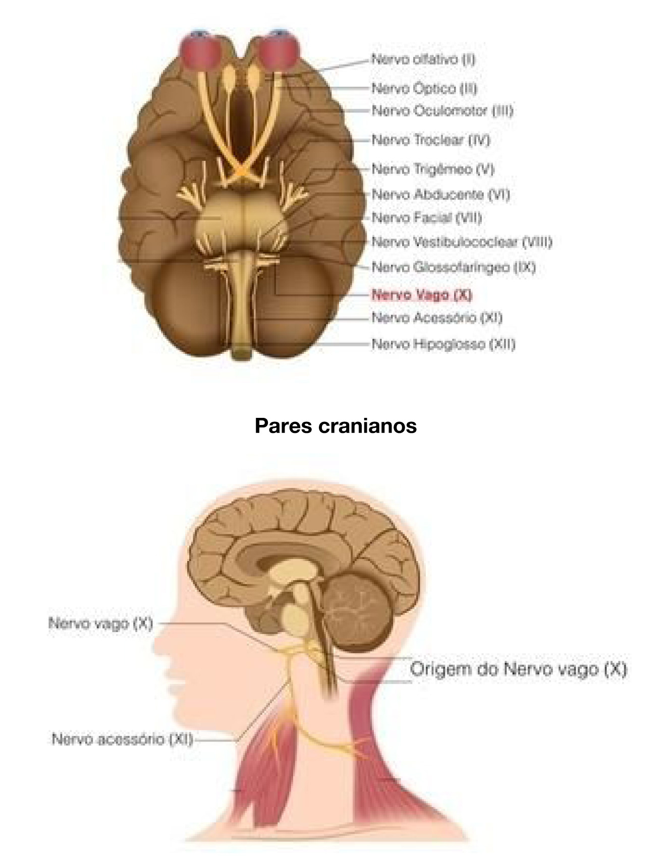 imagem do Google