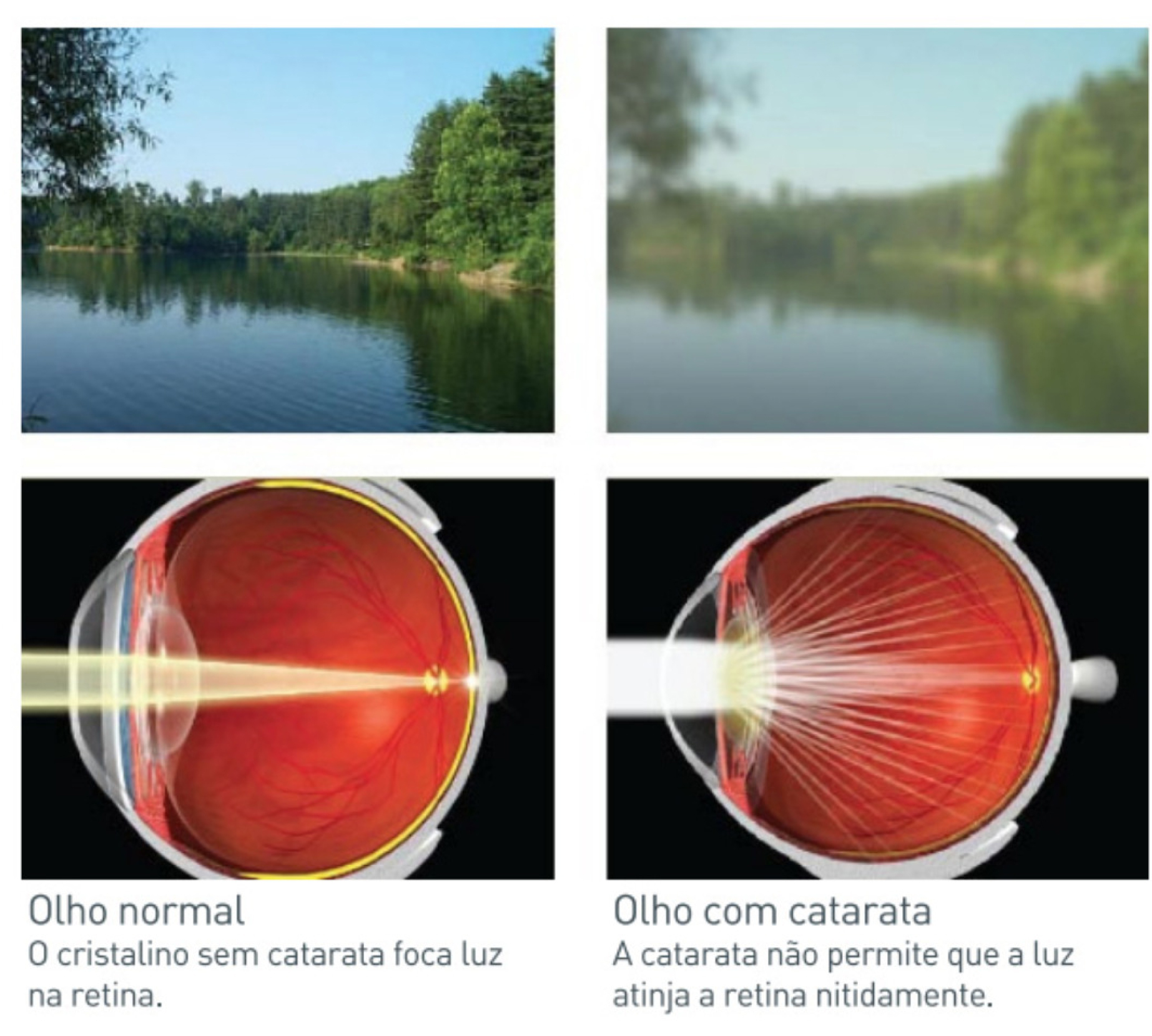 imagem Google